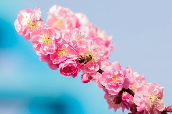花香自有蜜蜂来，春到自有樱花开.JPG