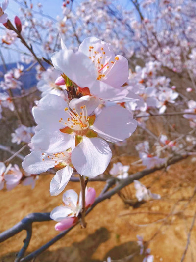 《春色满园》张清 摄.jpg