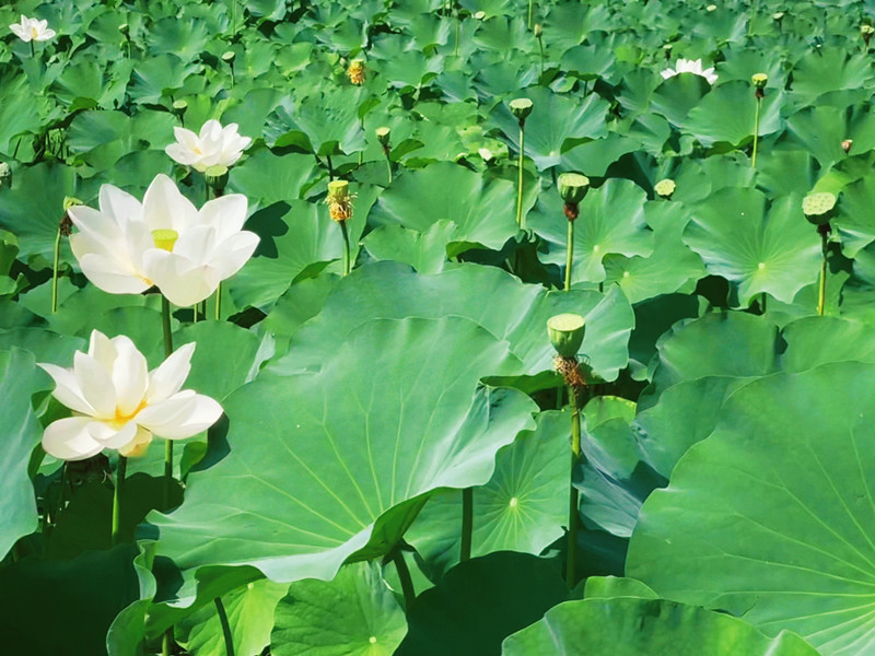 陕煤地质华美通公司 朱鑫摄影作品——《夏塘荷韵》.jpg